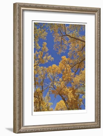 Cottonwoods in Fall-Donald Paulson-Framed Giclee Print