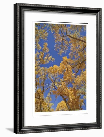 Cottonwoods in Fall-Donald Paulson-Framed Giclee Print