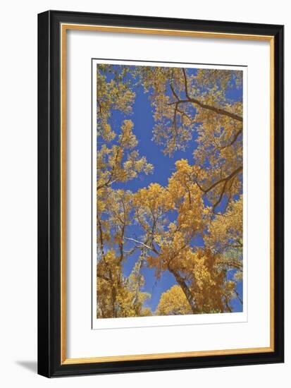 Cottonwoods in Fall-Donald Paulson-Framed Giclee Print