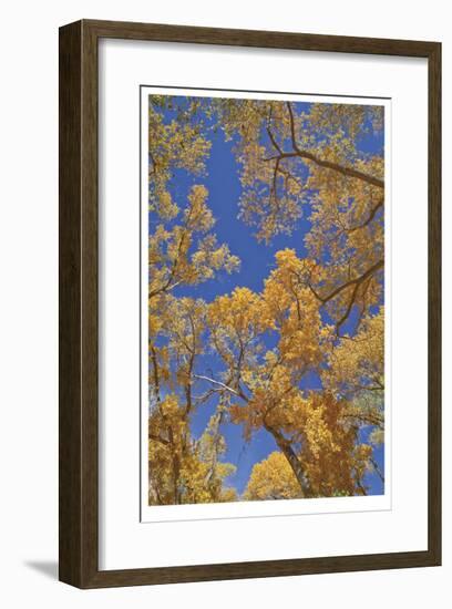 Cottonwoods in Fall-Donald Paulson-Framed Giclee Print
