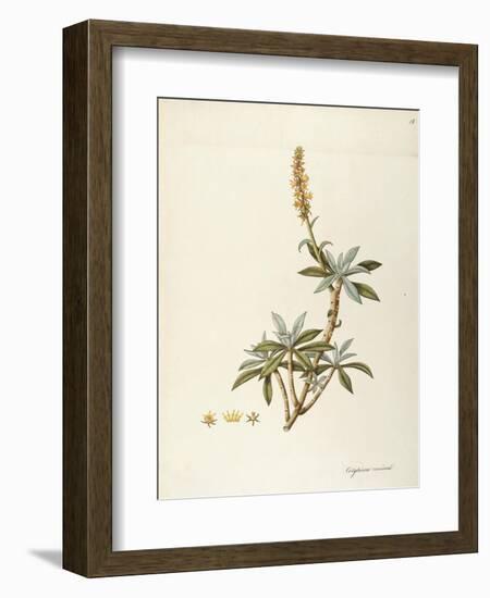 Cotyledon Coccinea (Crassulaceae) by Angela Rossi Bottione, Watercolour, 1812-1837-null-Framed Giclee Print
