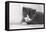 Couch, Cat, Young, Gray-Knows, Lying, Wearily, Portrait, Animals, Mammals, Pets-Nikky-Framed Premier Image Canvas