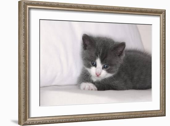 Couch, Cat, Young, Gray-Knows, Lying, Wearily, Portrait, Animals, Mammals, Pets-Nikky-Framed Photographic Print