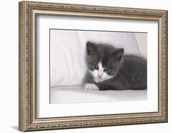 Couch, Cat, Young, Gray-Knows, Lying, Wearily, Portrait, Animals, Mammals, Pets-Nikky-Framed Photographic Print