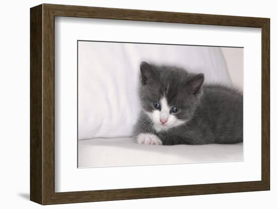 Couch, Cat, Young, Gray-Knows, Lying, Wearily, Portrait, Animals, Mammals, Pets-Nikky-Framed Photographic Print