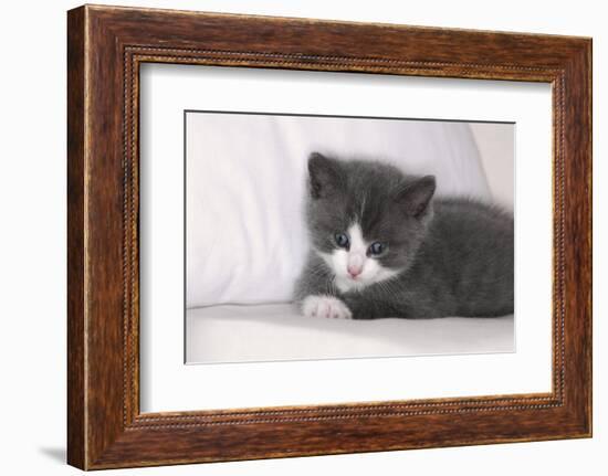 Couch, Cat, Young, Gray-Knows, Lying, Wearily, Portrait, Animals, Mammals, Pets-Nikky-Framed Photographic Print