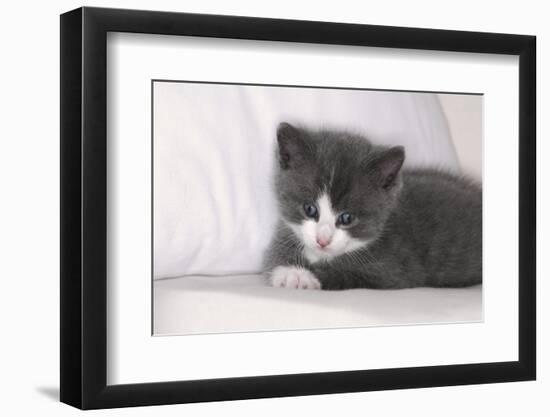 Couch, Cat, Young, Gray-Knows, Lying, Wearily, Portrait, Animals, Mammals, Pets-Nikky-Framed Photographic Print