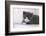 Couch, Cat, Young, Gray-Knows, Lying, Wearily, Portrait, Animals, Mammals, Pets-Nikky-Framed Photographic Print