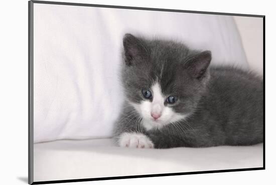 Couch, Cat, Young, Gray-Knows, Lying, Wearily, Portrait, Animals, Mammals, Pets-Nikky-Mounted Photographic Print