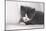 Couch, Cat, Young, Gray-Knows, Lying, Wearily, Portrait, Animals, Mammals, Pets-Nikky-Mounted Photographic Print