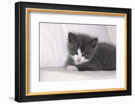 Couch, Cat, Young, Gray-Knows, Lying, Wearily, Portrait, Animals, Mammals, Pets-Nikky-Framed Photographic Print