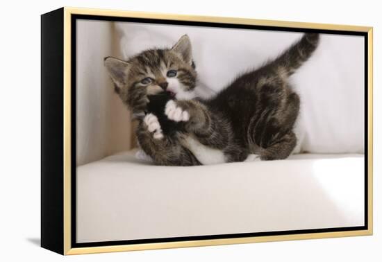 Couch, Cat, Young, Striped, Plays, Fur-Ball, Side-View, Animals, Mammals, Pets-Nikky-Framed Premier Image Canvas