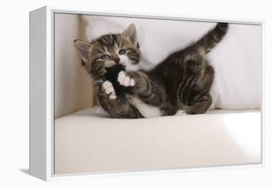 Couch, Cat, Young, Striped, Plays, Fur-Ball, Side-View, Animals, Mammals, Pets-Nikky-Framed Premier Image Canvas