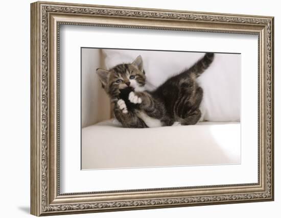 Couch, Cat, Young, Striped, Plays, Fur-Ball, Side-View, Animals, Mammals, Pets-Nikky-Framed Photographic Print