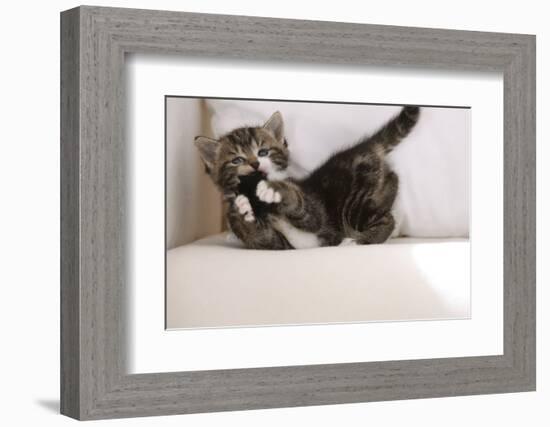 Couch, Cat, Young, Striped, Plays, Fur-Ball, Side-View, Animals, Mammals, Pets-Nikky-Framed Photographic Print