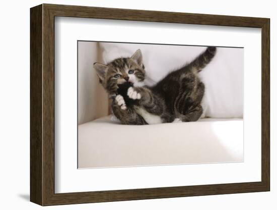 Couch, Cat, Young, Striped, Plays, Fur-Ball, Side-View, Animals, Mammals, Pets-Nikky-Framed Photographic Print