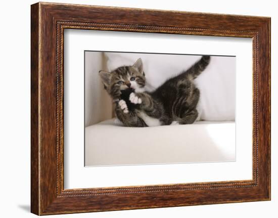 Couch, Cat, Young, Striped, Plays, Fur-Ball, Side-View, Animals, Mammals, Pets-Nikky-Framed Photographic Print