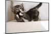 Couch, Cat, Young, Striped, Plays, Fur-Ball, Side-View, Animals, Mammals, Pets-Nikky-Mounted Photographic Print