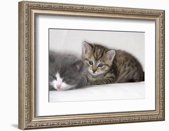 Couch, Cats, Young, Lying, Snuggles Up, Sleepily, Dozes, Together, Animals, Mammals-Nikky-Framed Photographic Print