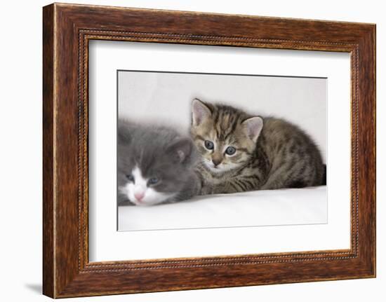 Couch, Cats, Young, Lying, Snuggles Up, Sleepily, Dozes, Together, Animals, Mammals-Nikky-Framed Photographic Print