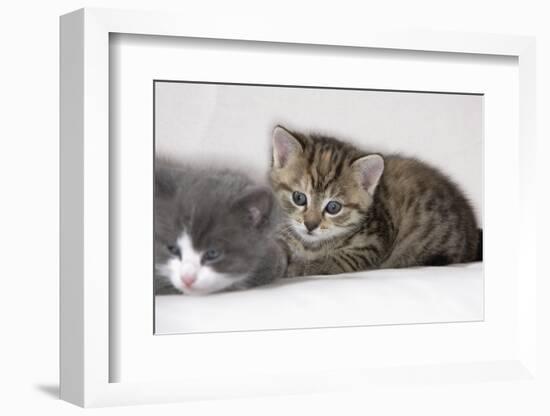 Couch, Cats, Young, Lying, Snuggles Up, Sleepily, Dozes, Together, Animals, Mammals-Nikky-Framed Photographic Print