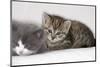 Couch, Cats, Young, Lying, Snuggles Up, Sleepily, Dozes, Together, Animals, Mammals-Nikky-Mounted Photographic Print