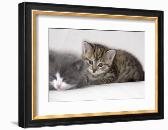 Couch, Cats, Young, Lying, Snuggles Up, Sleepily, Dozes, Together, Animals, Mammals-Nikky-Framed Photographic Print