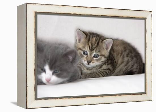 Couch, Cats, Young, Lying, Snuggles Up, Sleepily, Dozes, Together, Animals, Mammals-Nikky-Framed Premier Image Canvas