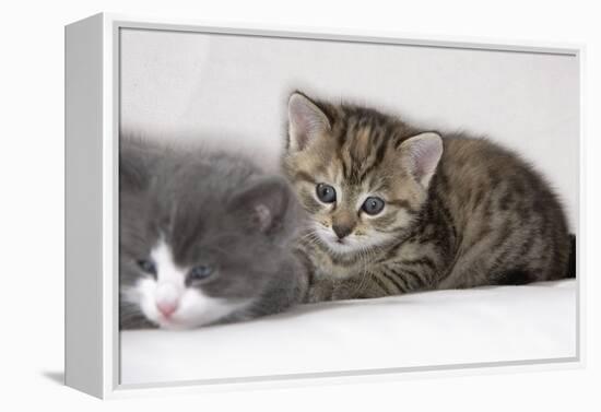 Couch, Cats, Young, Lying, Snuggles Up, Sleepily, Dozes, Together, Animals, Mammals-Nikky-Framed Premier Image Canvas