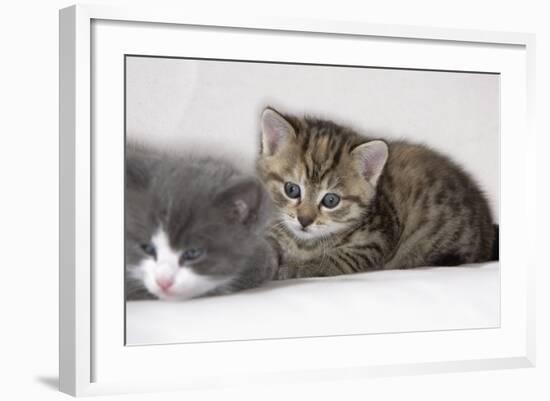 Couch, Cats, Young, Lying, Snuggles Up, Sleepily, Dozes, Together, Animals, Mammals-Nikky-Framed Photographic Print