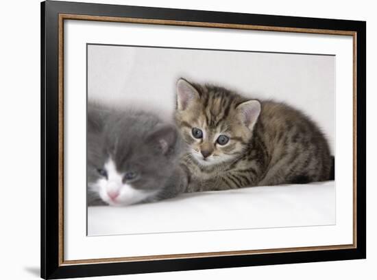 Couch, Cats, Young, Lying, Snuggles Up, Sleepily, Dozes, Together, Animals, Mammals-Nikky-Framed Photographic Print