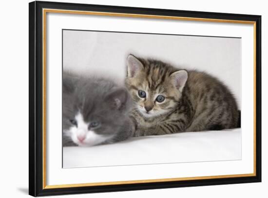 Couch, Cats, Young, Lying, Snuggles Up, Sleepily, Dozes, Together, Animals, Mammals-Nikky-Framed Photographic Print