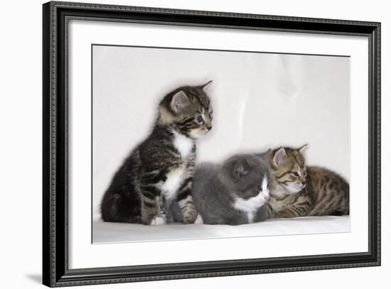 Couch, Cats, Young, Sitting, Lying, Side by Side, Observes, Curiously, Sidelong Glance, Animals-Nikky-Framed Photographic Print