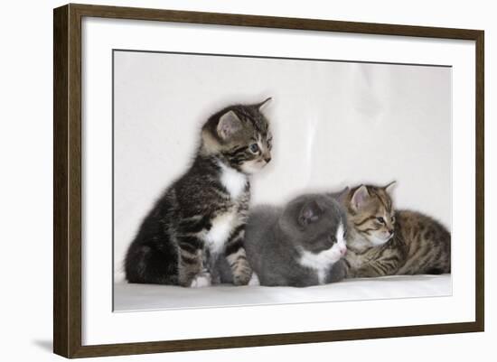 Couch, Cats, Young, Sitting, Lying, Side by Side, Observes, Curiously, Sidelong Glance, Animals-Nikky-Framed Photographic Print