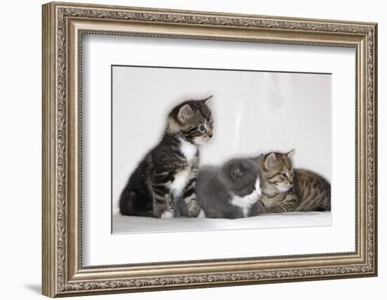 Couch, Cats, Young, Sitting, Lying, Side by Side, Observes, Curiously, Sidelong Glance, Animals-Nikky-Framed Photographic Print