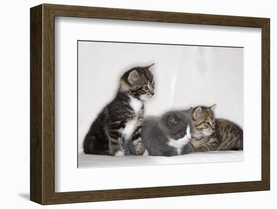 Couch, Cats, Young, Sitting, Lying, Side by Side, Observes, Curiously, Sidelong Glance, Animals-Nikky-Framed Photographic Print