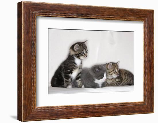 Couch, Cats, Young, Sitting, Lying, Side by Side, Observes, Curiously, Sidelong Glance, Animals-Nikky-Framed Photographic Print