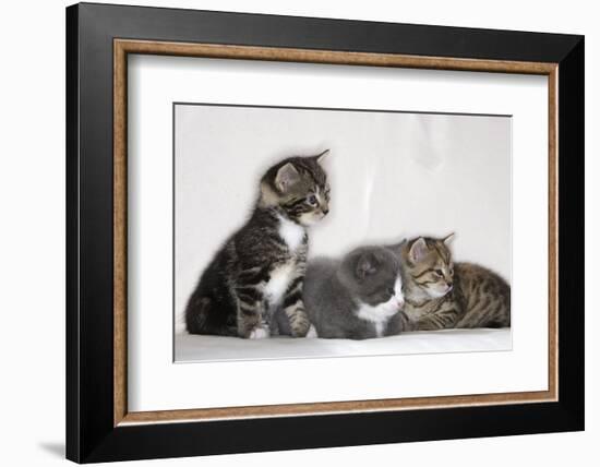 Couch, Cats, Young, Sitting, Lying, Side by Side, Observes, Curiously, Sidelong Glance, Animals-Nikky-Framed Photographic Print