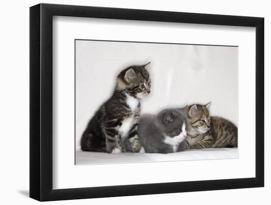 Couch, Cats, Young, Sitting, Lying, Side by Side, Observes, Curiously, Sidelong Glance, Animals-Nikky-Framed Photographic Print