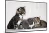 Couch, Cats, Young, Sitting, Lying, Side by Side, Observes, Curiously, Sidelong Glance, Animals-Nikky-Mounted Photographic Print