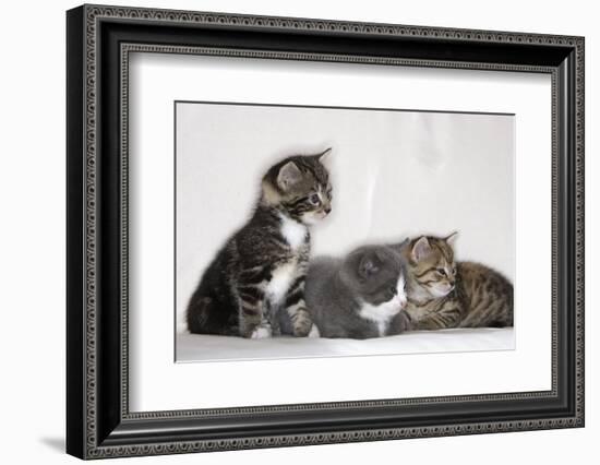 Couch, Cats, Young, Sitting, Lying, Side by Side, Observes, Curiously, Sidelong Glance, Animals-Nikky-Framed Photographic Print