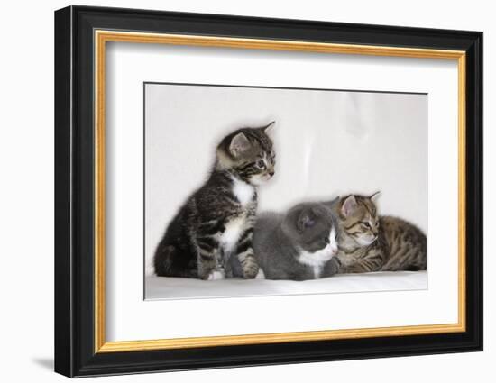 Couch, Cats, Young, Sitting, Lying, Side by Side, Observes, Curiously, Sidelong Glance, Animals-Nikky-Framed Photographic Print