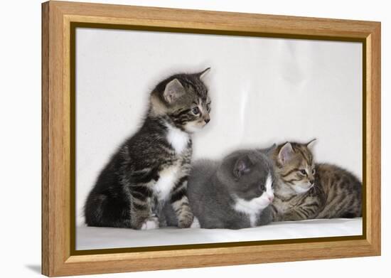 Couch, Cats, Young, Sitting, Lying, Side by Side, Observes, Curiously, Sidelong Glance, Animals-Nikky-Framed Premier Image Canvas