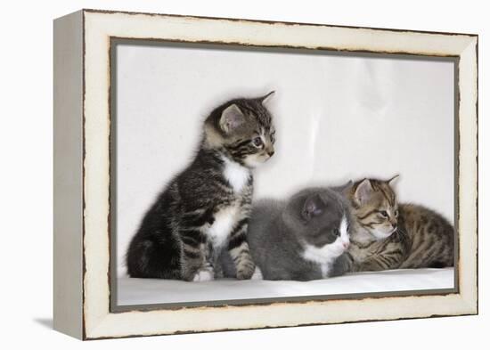 Couch, Cats, Young, Sitting, Lying, Side by Side, Observes, Curiously, Sidelong Glance, Animals-Nikky-Framed Premier Image Canvas