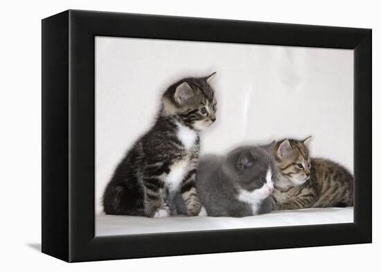 Couch, Cats, Young, Sitting, Lying, Side by Side, Observes, Curiously, Sidelong Glance, Animals-Nikky-Framed Premier Image Canvas