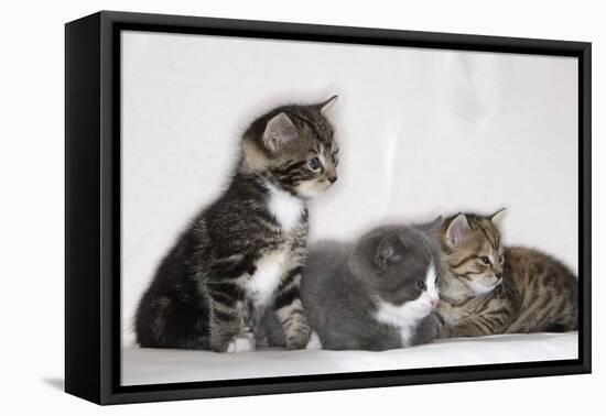 Couch, Cats, Young, Sitting, Lying, Side by Side, Observes, Curiously, Sidelong Glance, Animals-Nikky-Framed Premier Image Canvas