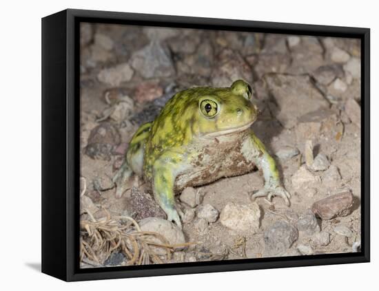 Couch's spadefoot, Scaphiopus couchii, Rodeo, New Mexico-Maresa Pryor-Framed Premier Image Canvas