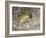 Couch's spadefoot, Scaphiopus couchii, Rodeo, New Mexico-Maresa Pryor-Framed Photographic Print