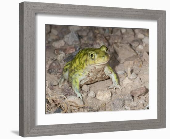 Couch's spadefoot, Scaphiopus couchii, Rodeo, New Mexico-Maresa Pryor-Framed Photographic Print