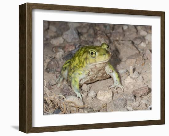 Couch's spadefoot, Scaphiopus couchii, Rodeo, New Mexico-Maresa Pryor-Framed Photographic Print